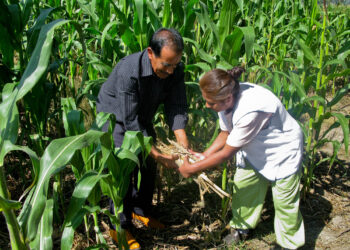 Prácticas agrícolas sostenibles benefician a 300 mil pequeños productores de maíz
