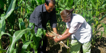 Prácticas agrícolas sostenibles benefician a 300 mil pequeños productores de maíz