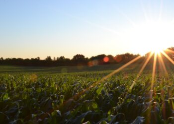 Tendencias y obstáculos para los orgánicos en México y Colombia