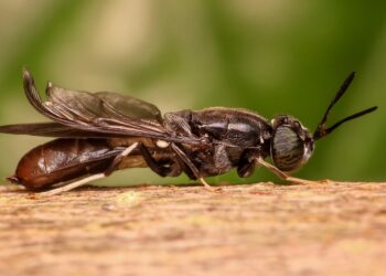 Valor a los desechos orgánicos mediante la bioconversión