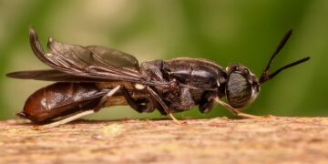 Valor a los desechos orgánicos mediante la bioconversión