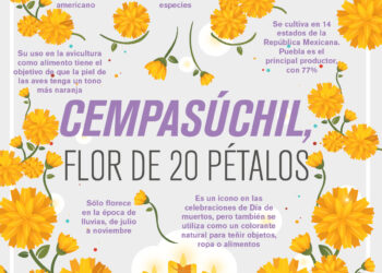 Cempasúchil, Flor de 20 Pétalos