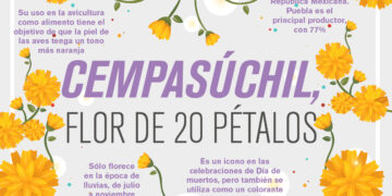 Cempasúchil, Flor de 20 Pétalos
