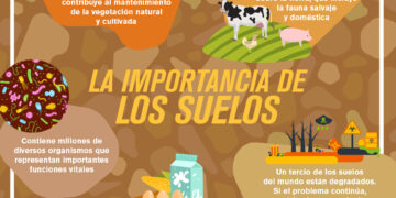 La importancia de los suelos