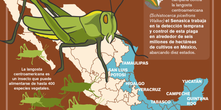 Acciones Fitosanitarias Contra la Langosta Endémica Centroamericana
