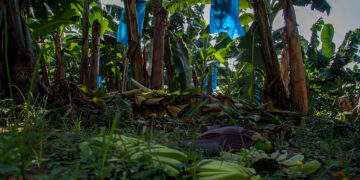 Autoridades evalúan daños en cultivos de Tabasco