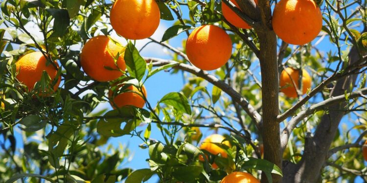 Citricultores yucatecos apuestan por insumos orgánicos ante poca producción