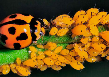 Con “enemigos naturales”, investigadores buscan combatir plagas y enfermedades