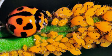 Con “enemigos naturales”, investigadores buscan combatir plagas y enfermedades