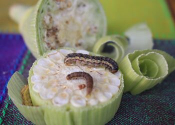 Con feromonas, es posible controlar al gusano cogollero del maíz