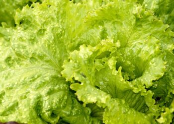 En EEUU, retiran del mercado lechugas orgánicas por presencia de E.coli