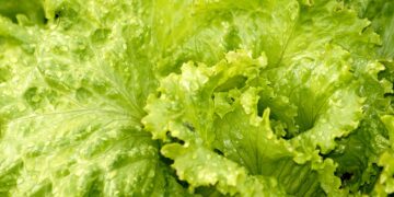 En EEUU, retiran del mercado lechugas orgánicas por presencia de E.coli