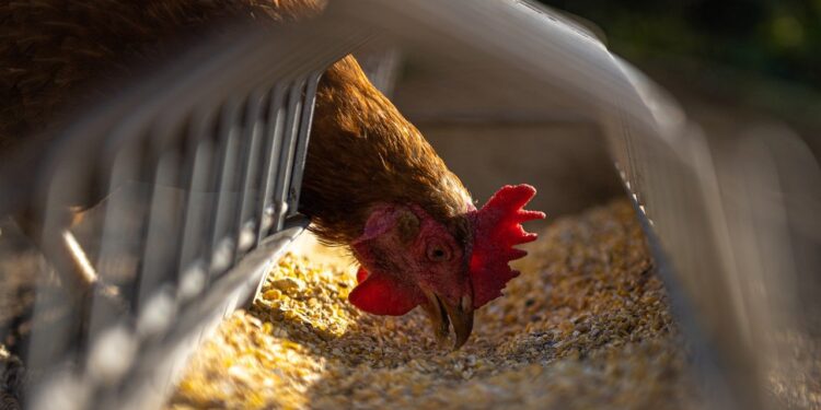 Guano de gallina, materia prima para fertilizantes