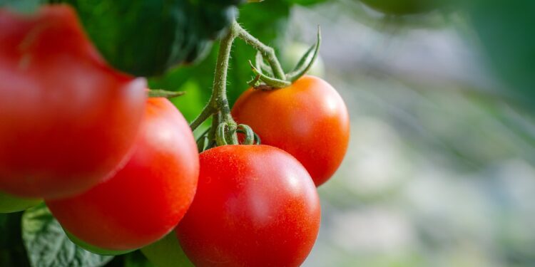 Identifican gen que provee de alta resistencia al virus rugoso del tomate