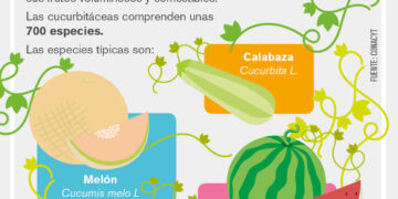 ¿Sabes qué son las Cucurbitáceas?