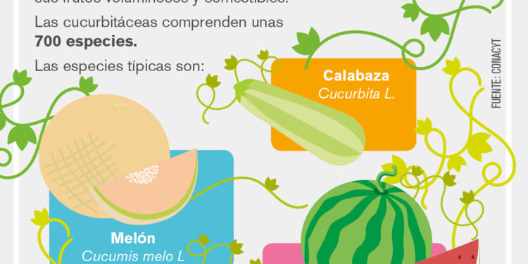 ¿Sabes qué son las Cucurbitáceas?