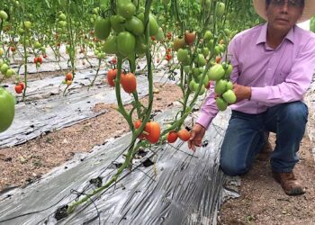 Jitomate orgánico, opción rentable para pequeños y medianos productores