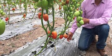 Jitomate orgánico, opción rentable para pequeños y medianos productores