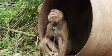 PETA denuncia explotación de monos para producir leche de coco