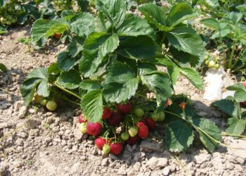 Solo 10% de superficie cultivada en Morelia usa fertilizantes orgánicos