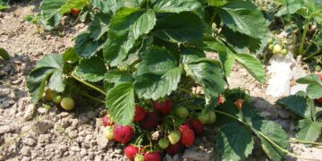 Solo 10% de superficie cultivada en Morelia usa fertilizantes orgánicos