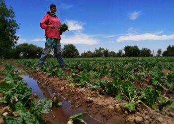 ¿Sabes cómo funcionan los biofertilizantes?