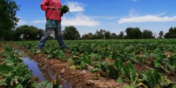 ¿Sabes cómo funcionan los biofertilizantes?