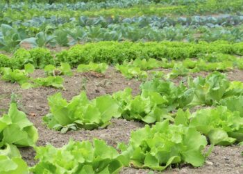 Científicos del IPN desarrollan una alternativa al glifosato