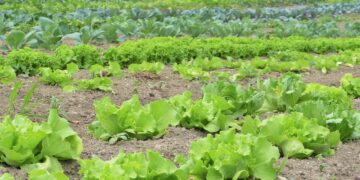 Científicos del IPN desarrollan una alternativa al glifosato