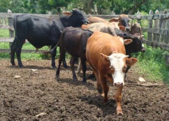 Denuncian explotación de ganaderos lecheros por parte de comercializadoras