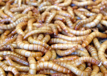 Fertilizante elaborado a base de insectos incrementa en 200% la producción