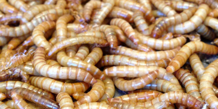 Fertilizante elaborado a base de insectos incrementa en 200% la producción