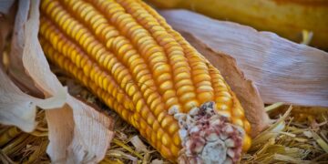 Investigación multidisciplinaria analiza el impacto ambiental del maíz