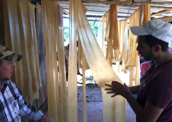 México tiene el potencial de ser autosuficiente en producción de hule