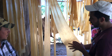 México tiene el potencial de ser autosuficiente en producción de hule