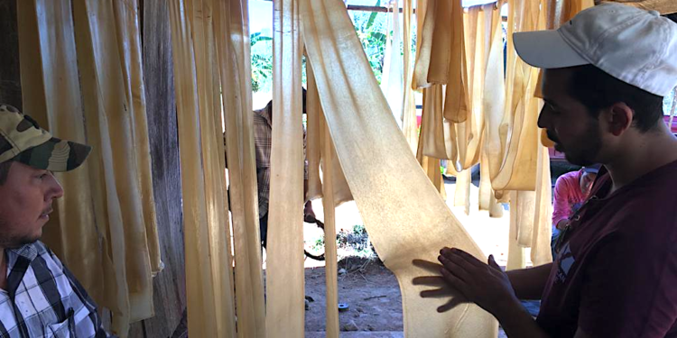 México tiene el potencial de ser autosuficiente en producción de hule