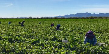 Producción orgánica justa y rentable