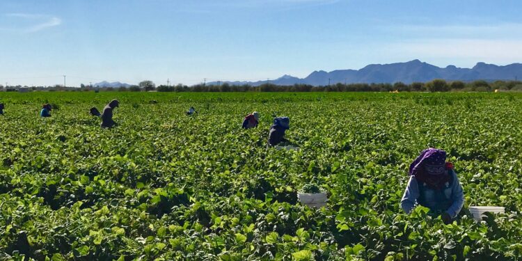 Producción orgánica justa y rentable
