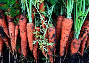 Productoras de Michoacán innovan con agricultura orgánica