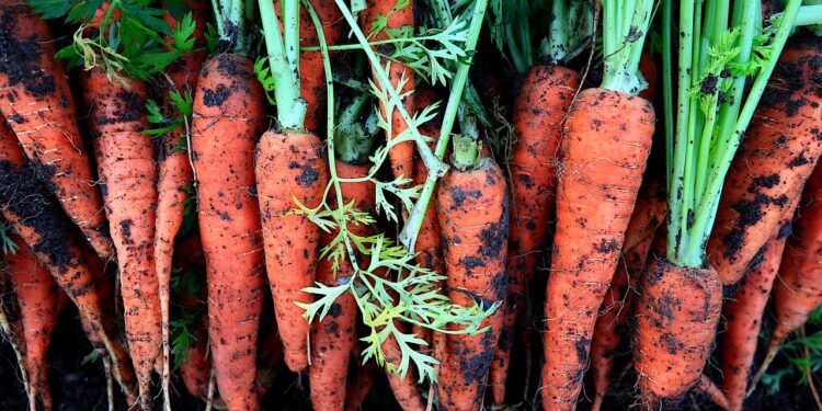 Productoras de Michoacán innovan con agricultura orgánica