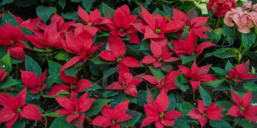 Productores garantizan abasto de flor de nochebuena