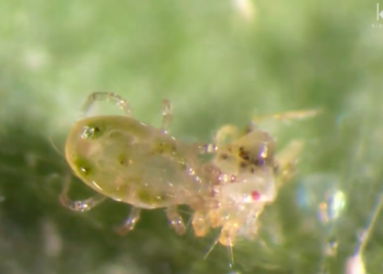 Investigadores del Colpos desarrollan planta de acondicionamiento de semillas