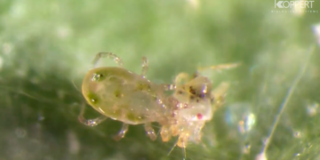 Investigadores del Colpos desarrollan planta de acondicionamiento de semillas