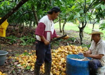 Anuncia la Sader apoyos directos a productores de miel y cacao