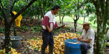 Anuncia la Sader apoyos directos a productores de miel y cacao