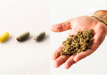 Chef español cultiva un “cereal marino”