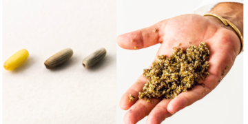 Chef español cultiva un “cereal marino”