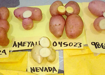 Especialistas del Inifap desarrollan papas más resistentes a enfermedades