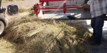 Especialistas del Colpos crean cosechadora de pasto con recolección de semilla
