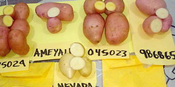 Especialistas del Inifap desarrollan papas más resistentes a enfermedades